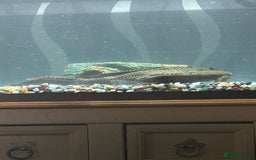 Plecos fish for sale: Free Large plec  - Image 3
