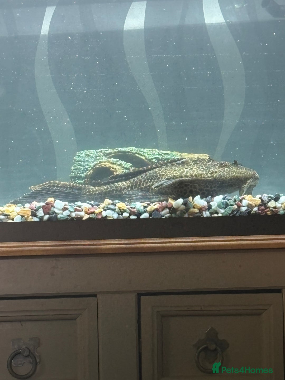 Plecos fish for sale: Free Large plec  - Image 3