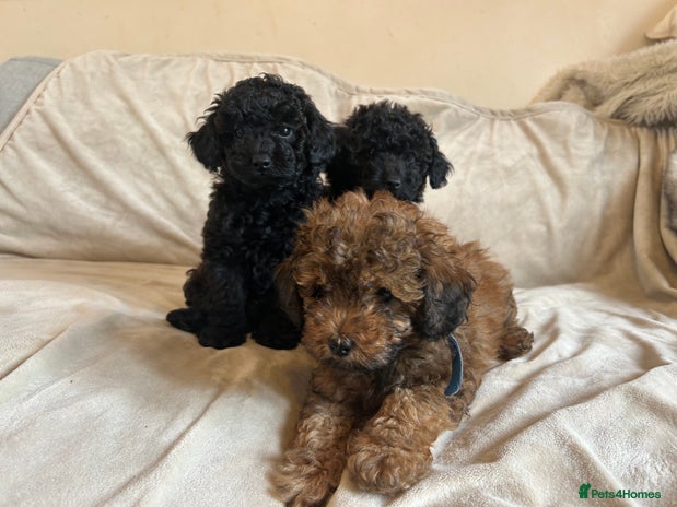 Cavapoo dogs - Advert 8