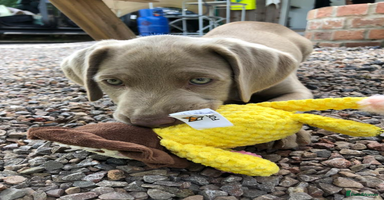 Weimaraner dogs - Advert 3