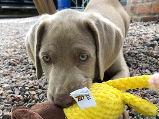 Weimaraner dogs - Advert 2