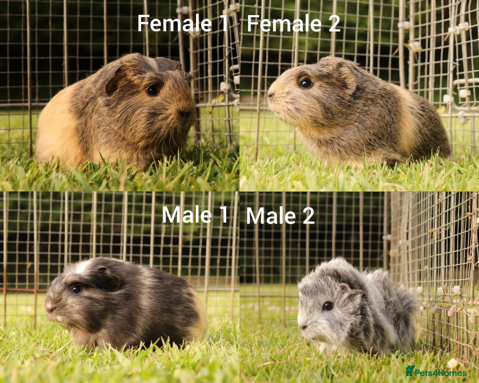 Guinea Pig rodents Baby Guinea Pigs for sale - Advert 1