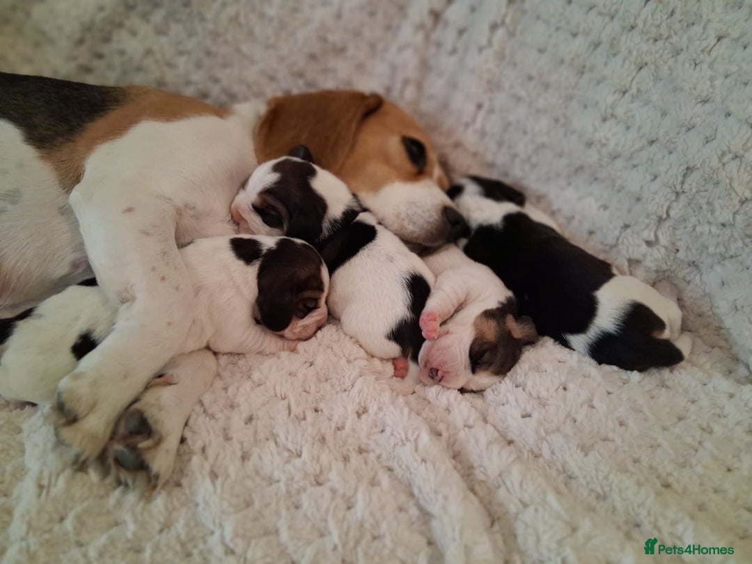 Beagle dogs for sale: KC Registered beagle puppies - Image 8