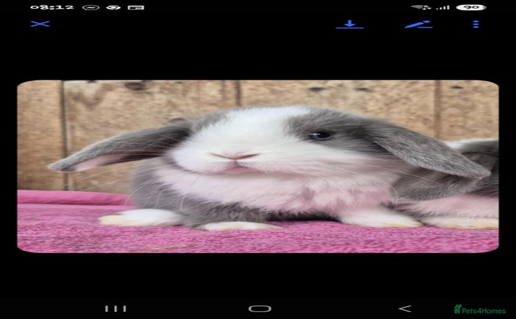 Mini Lop rabbits - Advert 1