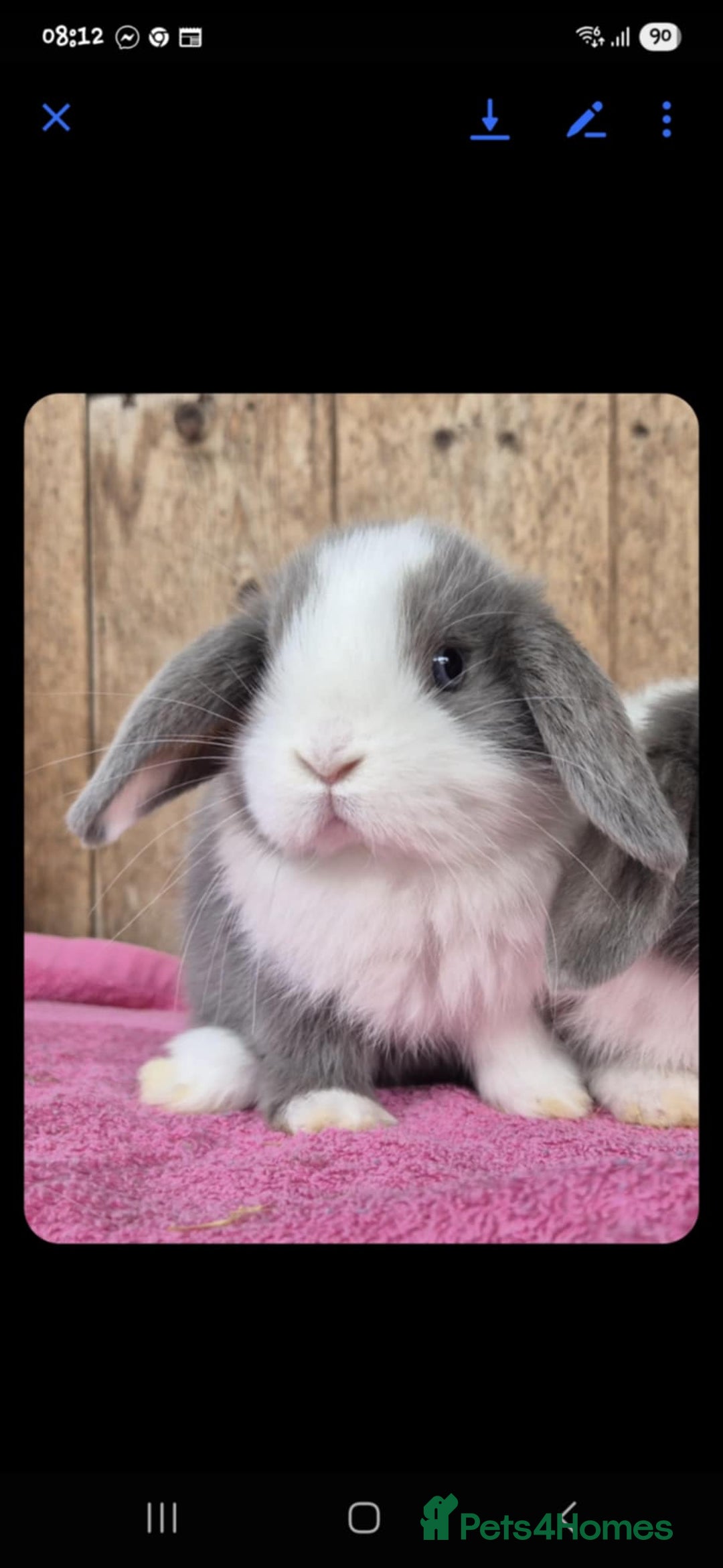 Mini Lop rabbits for sale: 2 female mini lops  - Image 1
