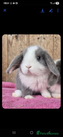 Mini Lop rabbits - Advert 13