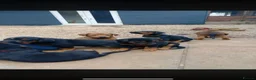 Dobermann dogs for sale: Beautiful litter of European Dobermann X - Advert 14