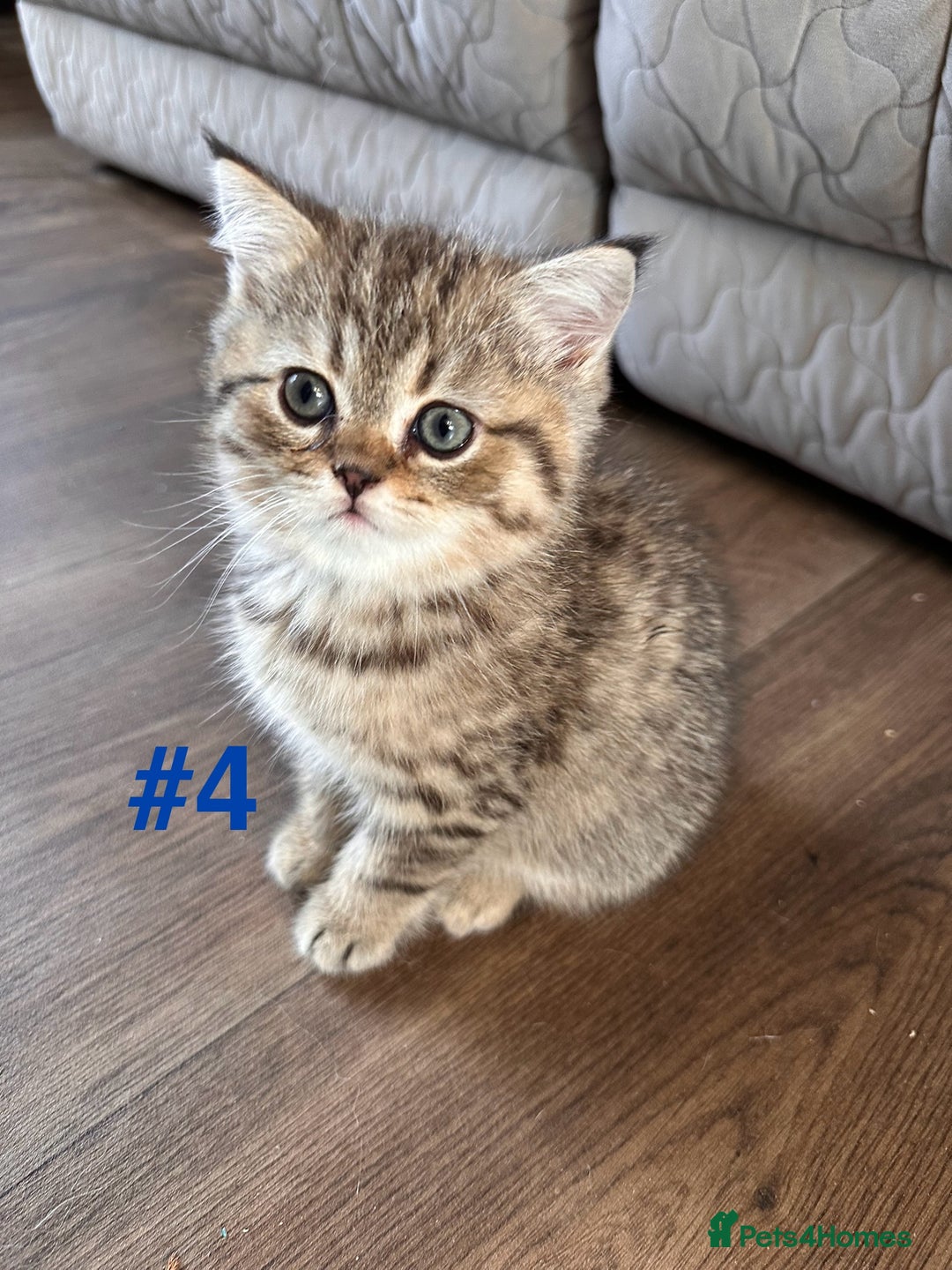 Scottish Fold cats for sale: Adorable Scottish Fold Kittens Ready for New Homes - Image 18
