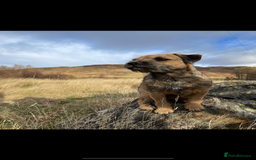 Border Terrier dogs for sale: Outstanding Quality KC Border Terriers  - Image 12