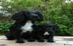 Cocker Spaniel dogs for sale: One boy and one girl - Image 17
