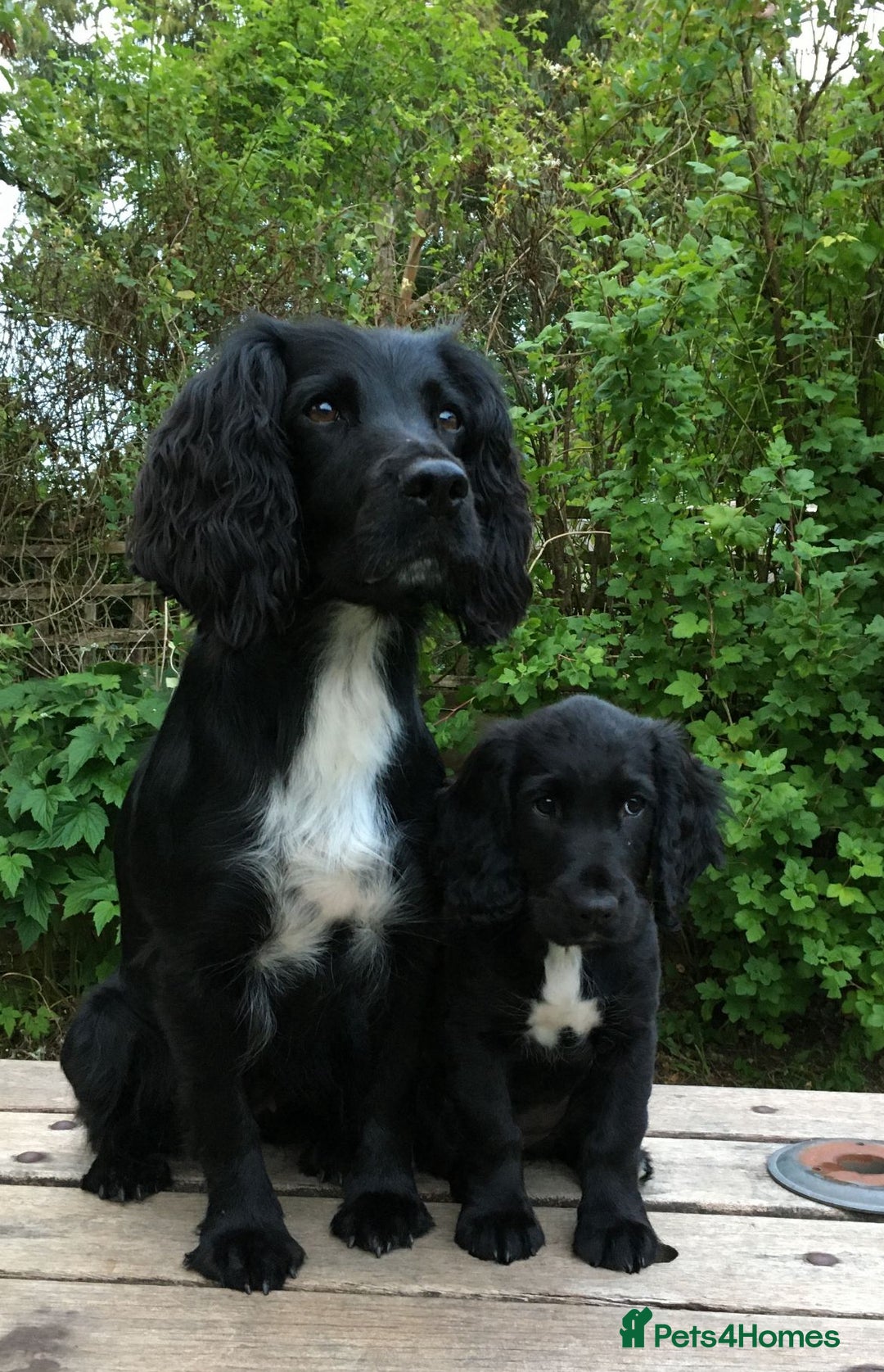 Cocker Spaniel dogs for sale: One boy and one girl - Image 17
