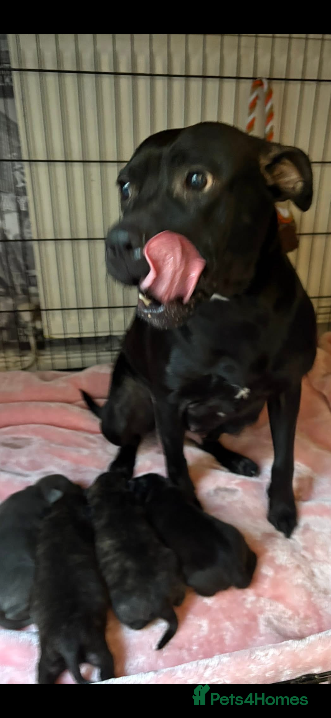 Staffordshire Bull Terrier dogs for sale: Black staffy girl  - Advert 5