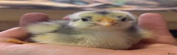 Chickens poultry for sale: Orpington Chicks and hatching eggs available  - Advert 12