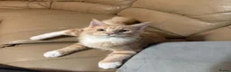 Maine Coon cats for sale: Large Pedigree TICA Maine Coon kittens- Last 2  - Advert 3