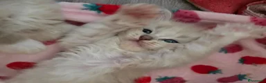 Ragdoll 5