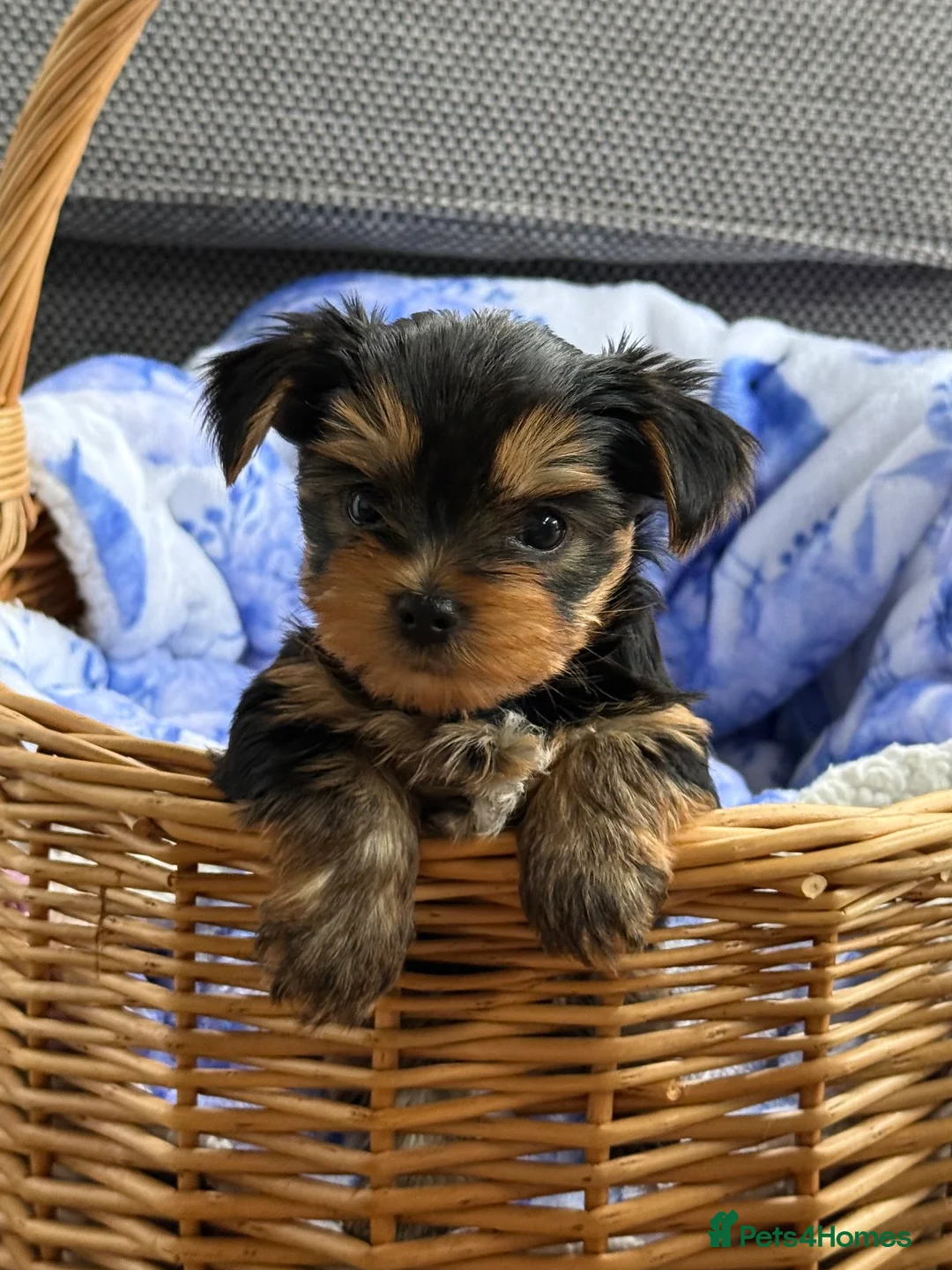 Yorkshire Terrier dogs for sale: Kc registered Yorkshire terrier puppies - Advert 27