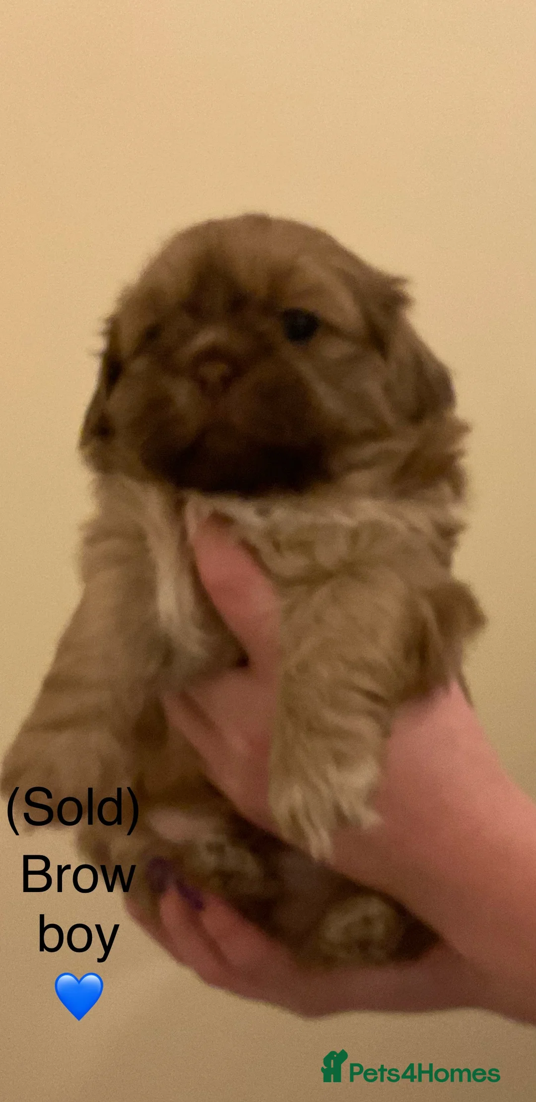 Shih Tzu dogs for sale: Beautiful Shih Tzu pups for sale 💖 - Advert 16