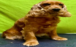 Cocker Spaniel dogs for adoption: Hazel’s Story: Left Behind, Fighting to Survive - Image 9