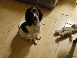 English Springer Spaniel dogs Milo. English springer spaniel 12 months old - Advert 4