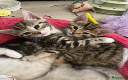 Bengal cats for sale: Bengal Cross Kittens  - Image 14