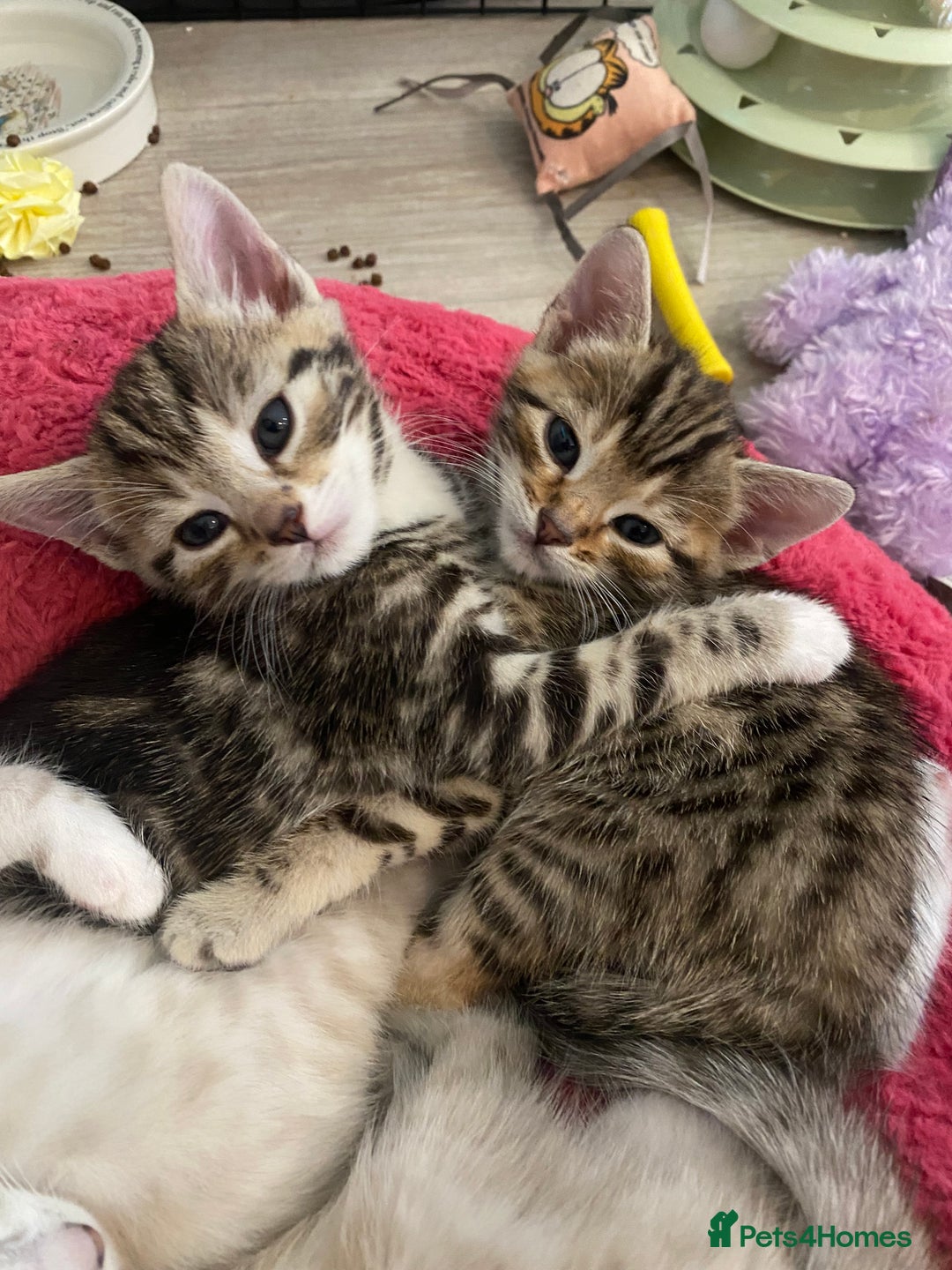 Bengal cats for sale: Bengal Cross Kittens  - Image 14