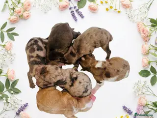 Cockapoo dogs DNA TESTED, Outstanding Cockapoos Ready 5th JULY - Advert 15