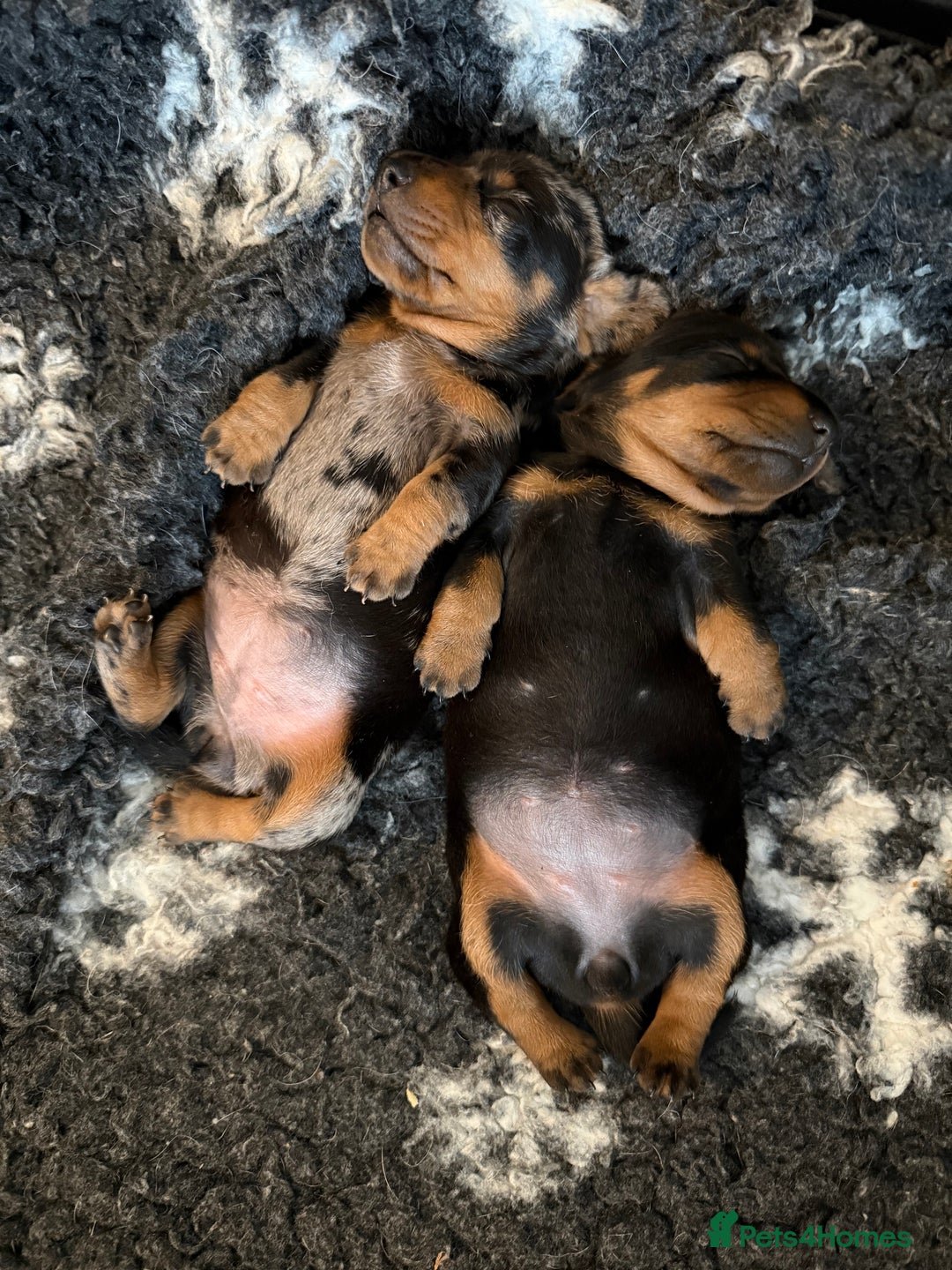 Miniature Dachshund dogs for sale: Kc reg smooth haired miniature dachshund - Advert 7