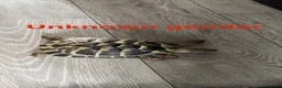 Mixed Breed reptiles for sale: Tortoises,crested geckos and corn snake  in Chatham - Advert 4