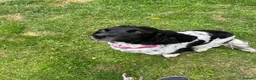 Sprocker dogs for sale: Adorable quality sprocker  puppies  - Advert 2