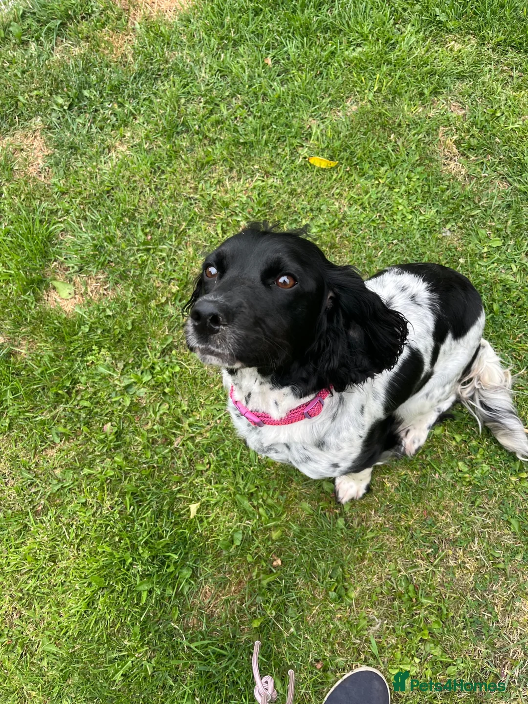 Sprocker dogs for sale: Adorable quality sprocker  puppies  - Advert 2