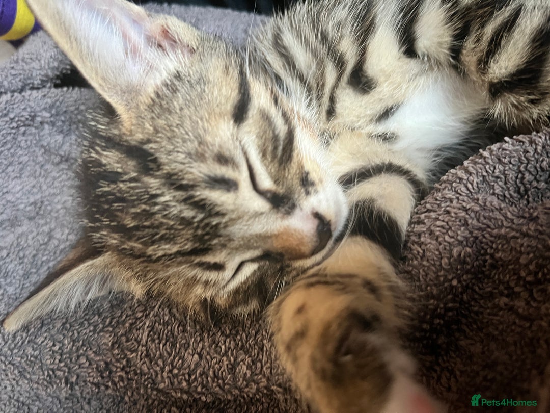 Mixed Breed cats for sale: 3 beautiful 1/4 bengal 1/4 flame nose kittens - Image 6