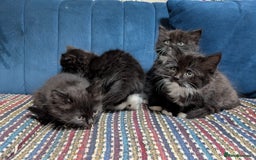 Ragdoll cats for sale: Ragdoll X ready to go! - Image 3