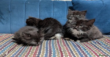 Ragdoll cats - Advert 6