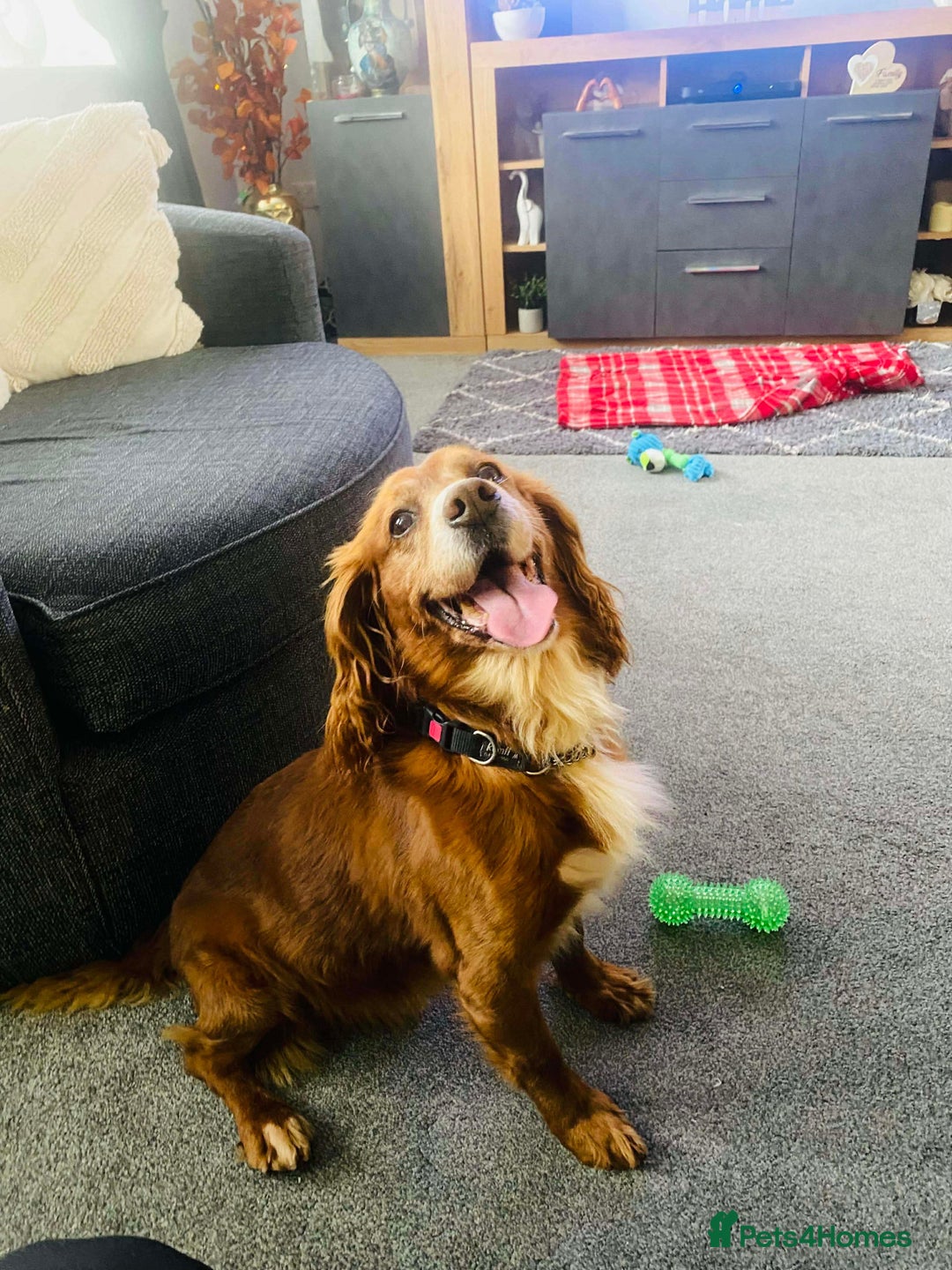 Cocker Spaniel dogs for adoption: Red needs a loving home  - Advert 3
