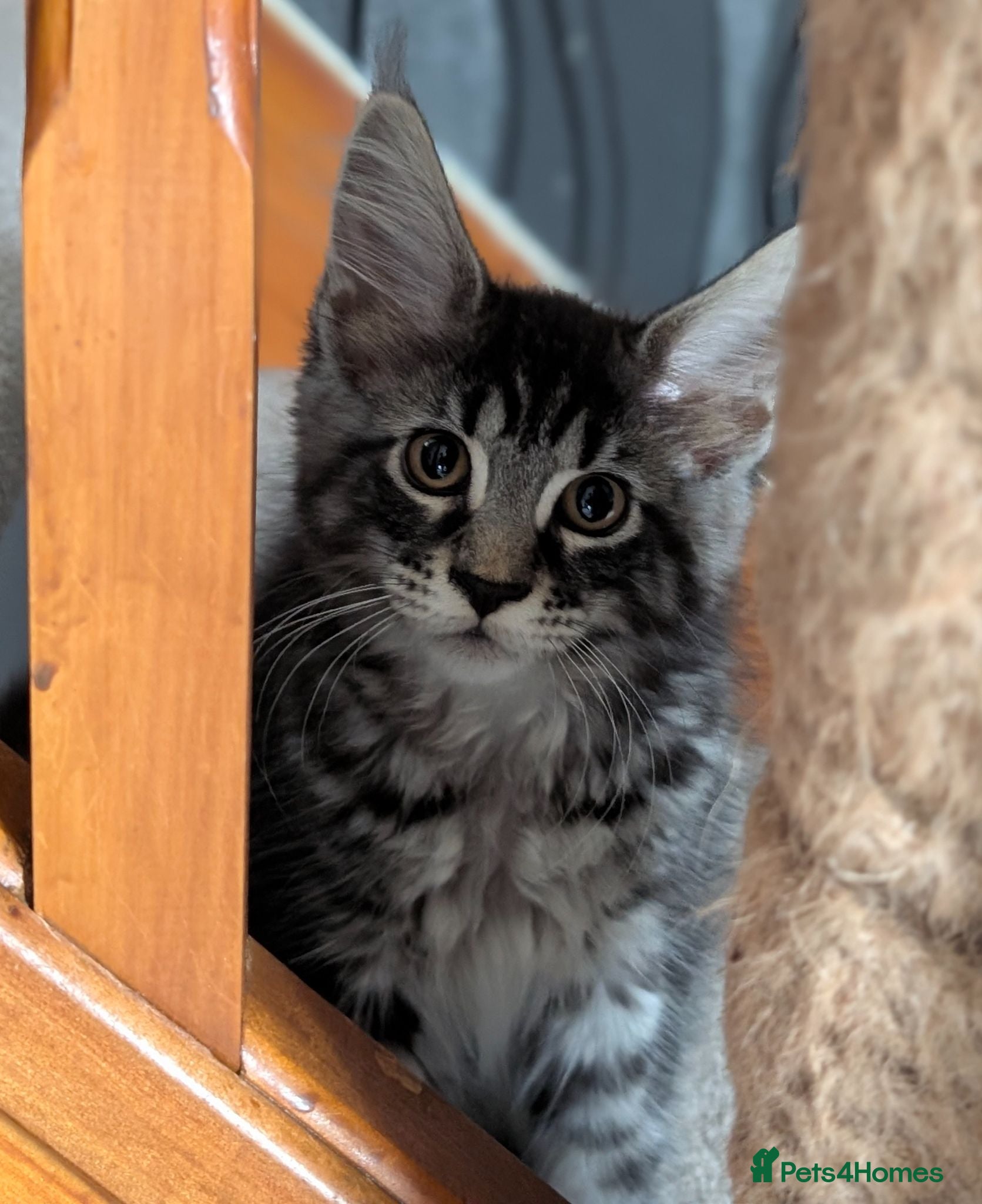 Maine Coon cats Pure Blood Maine Coons  - Advert 1