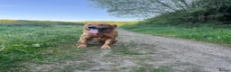 Golden Retriever dogs for sale: Kc extensively health tested boys and girls  - Advert 7