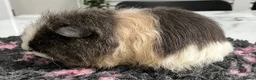 Guinea Pig rodents for sale: Sheltie (silky), coronet, Texel, Merino guinea pig - Advert 16