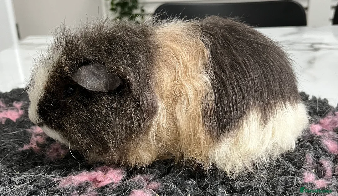 Guinea Pig rodents for sale: Sheltie (silky), coronet, Texel, Merino guinea pig - Advert 16