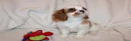 Cavalier King Charles Spaniel dogs for sale: Gorgeous Cavalier King Charles Spaniel - Advert 18