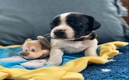 Springador dogs for sale: STUNNING SPRINGADOR PUPPIES  - Image 25