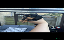 Miniature Dachshund dogs for sale: Miniature Dachshunds For Sale  - Image 5