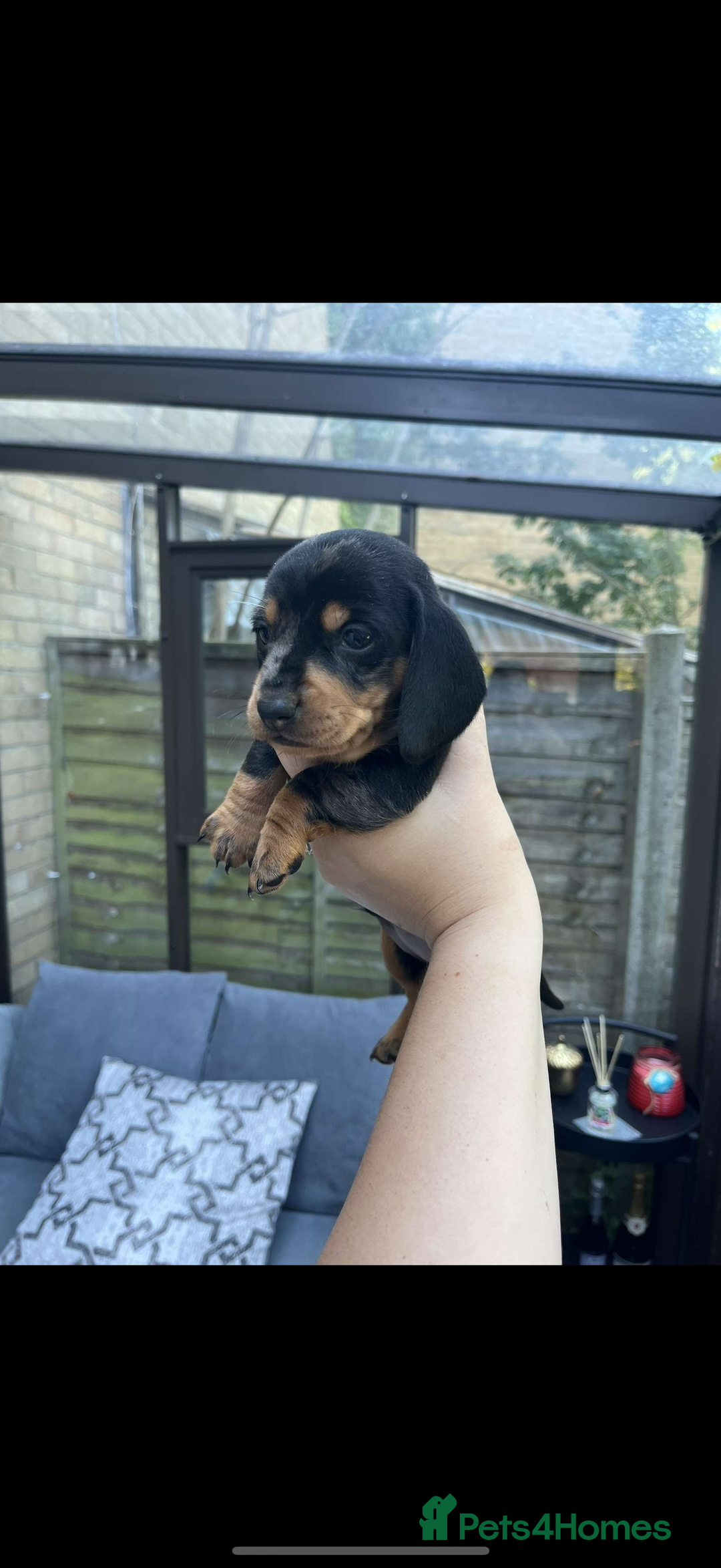 Miniature Dachshund dogs for sale: Miniature Dachshunds For Sale  - Image 5
