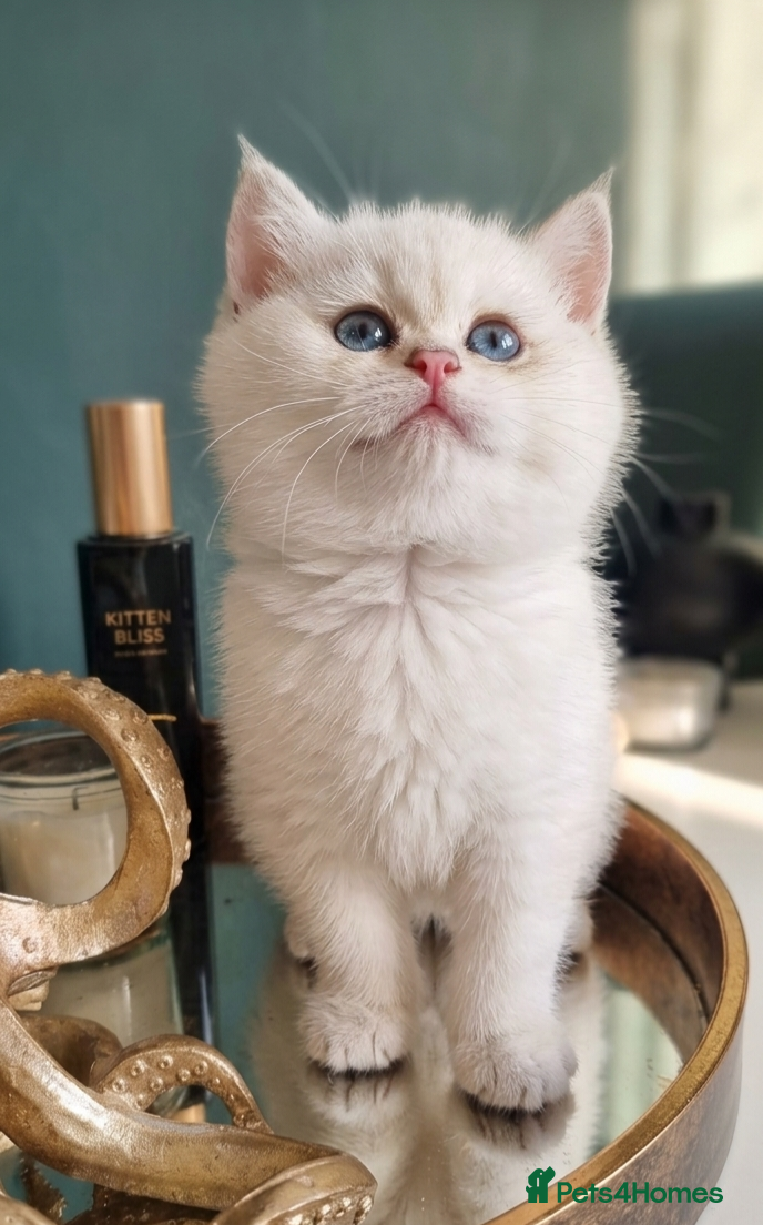 British Shorthair cats Luxury Chunky GCCF Silver and Golden Russian lines - Advert 6
