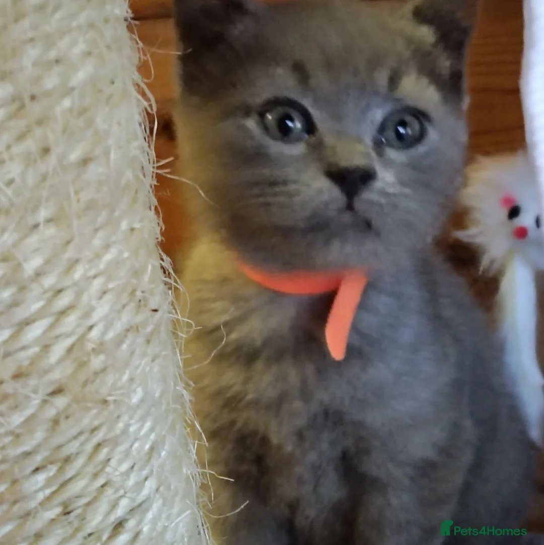 British Shorthair cats for sale: British shorthair kittens  - Advert 1