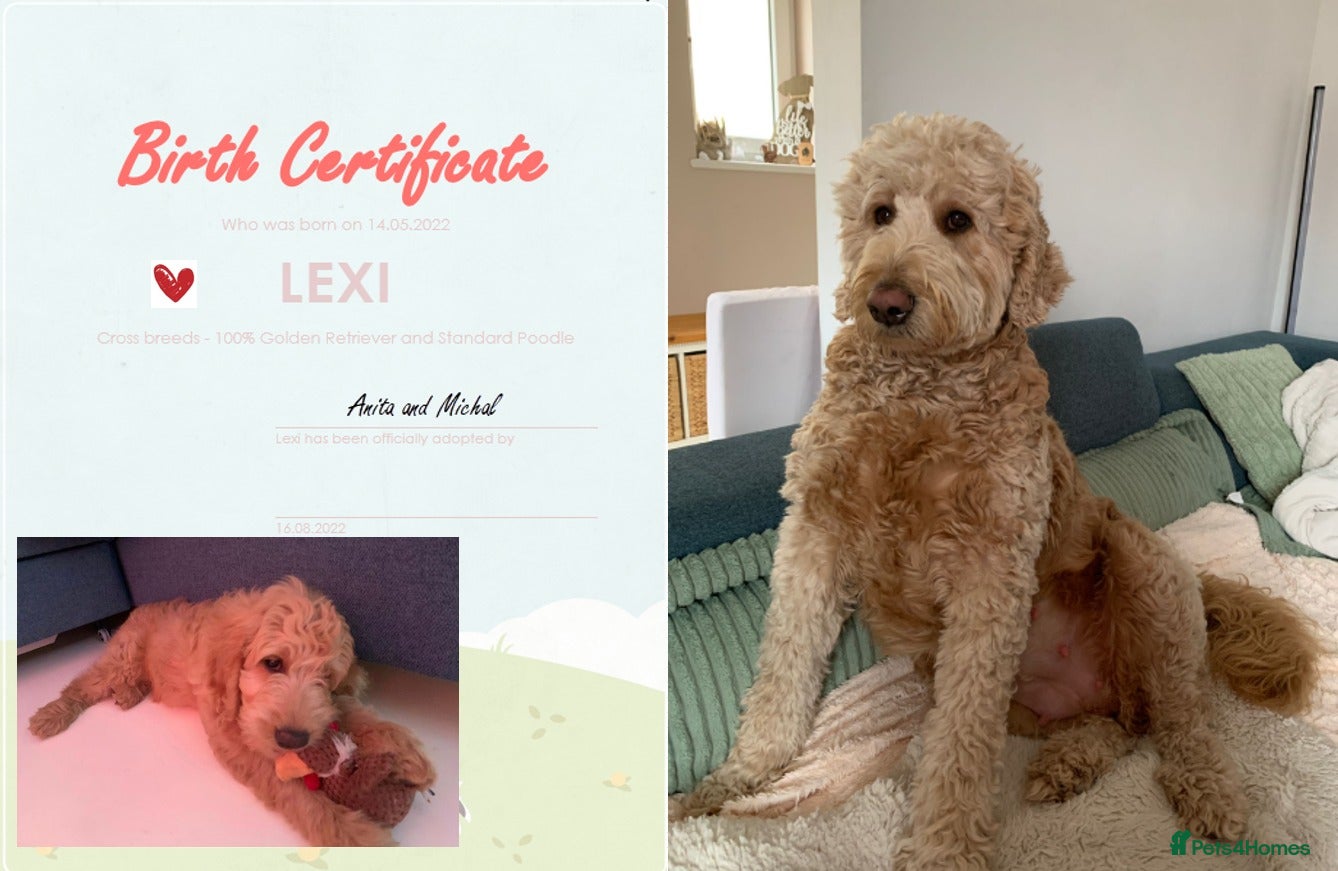 Goldendoodle dogs F1B Goldendoodle pupies - Advert 2