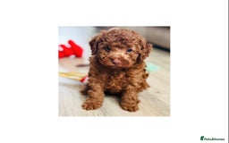 Toy Poodle dogs for sale: Beautiful KC Toy poodle boy  - Advert 1