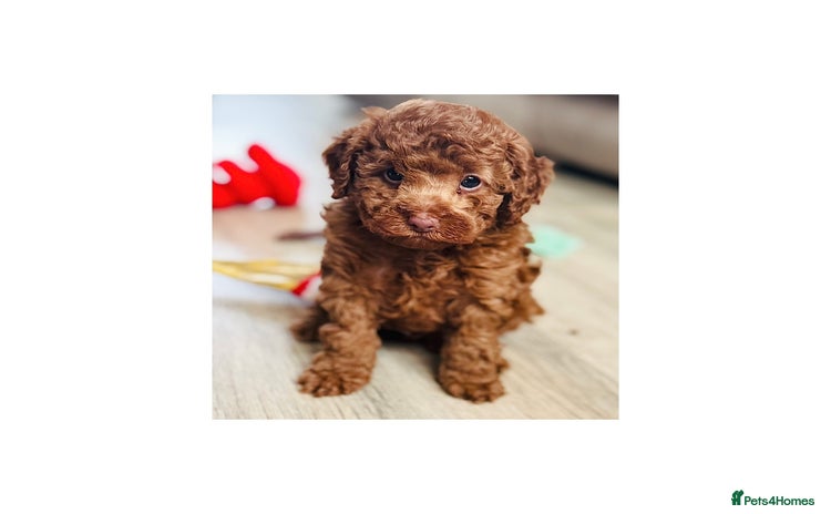 Toy Poodle dogs Beautiful KC Toy poodle boy  - Advert 2