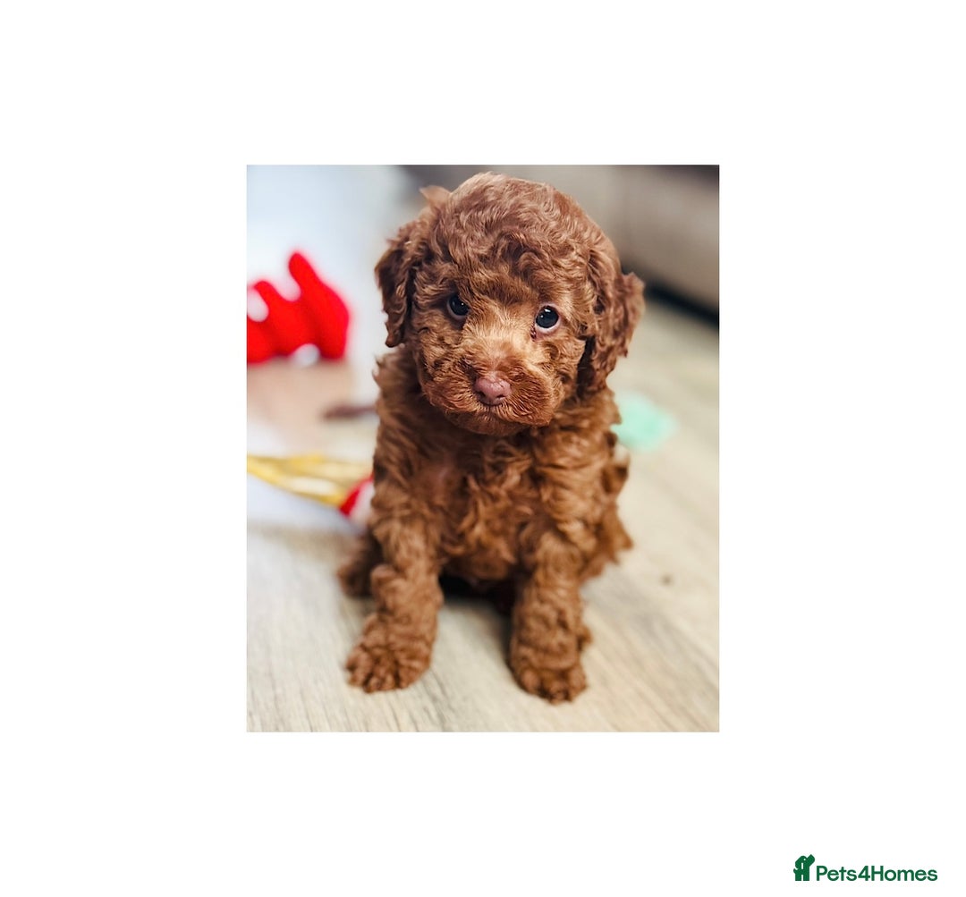 Toy Poodle dogs for sale: Beautiful KC Toy poodle boy  - Advert 1