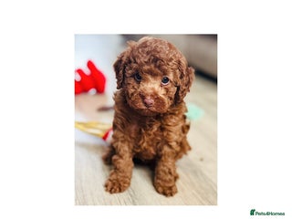 Toy Poodle dogs for sale: Beautiful KC Toy poodle boy - Advert 1