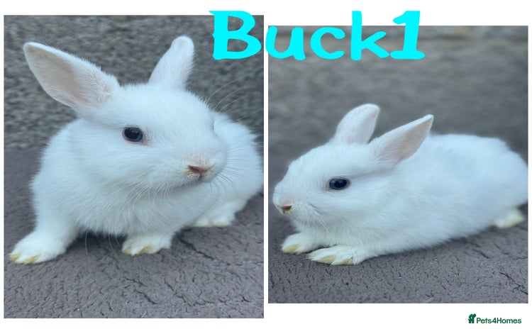 Netherland Dwarf rabbits - Advert 3